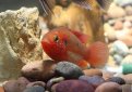 Хромис-красавец / Hemichromis Bimaculatus