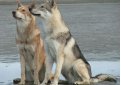 Сарлос (Волчья собака Сарлоса, сарлосская волчья собака) / Saarlooswolfhond (Saarloos Wolfdog)