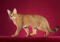 Чаузи (Хауси) / Chausie