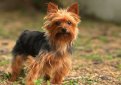 Йоркширский терьер / Yorkshire Terrier Йоркширский терьер / Yorkshire Terrier