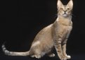 Цейлонская кошка (Кошка Шри-Ланки) / Ceylon Cat (Sri-Lankan Cat)