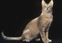 Цейлонская кошка (Кошка Шри-Ланки) / Ceylon Cat (Sri-Lankan Cat) Цейлонская кошка (Кошка Шри-Ланки) / Ceylon Cat (Sri-Lankan Cat)