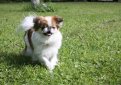 Японский хин / Japanese Chin (Japanese Spaniel)