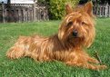 Австралийский терьер / Australian Terrier