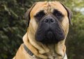 Бульмастиф (Ночная собака егеря) / Bullmastiff