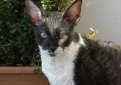 Корниш рекс (Корнуольский рекс) / Cornish Rex (Cornwall Rex)