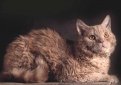 Богемский рекс / Bohemian Rex (Bohemia Rex) Богемский рекс / Bohemian Rex (Bohemia Rex)