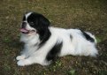 Японский хин / Japanese Chin (Japanese Spaniel)