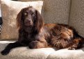 Бойкин-спаниель / Boykin Spaniel