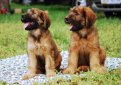 Бриар (Французская овчарка) / Briard (Berger Briard, Berger de Brie)