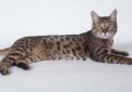 Калифорнийская сияющая кошка / California Spangled Cat