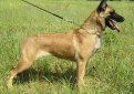 Малинуа (Бельгийская овчарка малинуа) / Belgian Shepherd Malinois (Malinois,  Belgian Malinois)