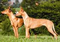 Фараонова собака / Pharaoh Hound (Kelb-tal Fenek)