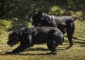 Кане корсо (Итальянская сторожевая собака) / Cane Corso (Sicilian Branchiero)