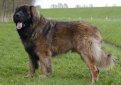 Леонбергер / Leonberger