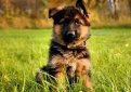 Немецкая овчарка / Deutscher Schaferhund (German Shepherd Dog)