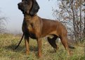 Баварская горная гончая / Bavarian Mountain Hound