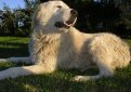 Маремма-абруццкая овчарка (Мареммано-абруццкая овчарка, маремма) / Maremma Sheepdog (Pastore Abruzzese, Cane da Pastore Maremmano-Abruzzese)