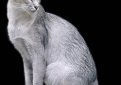 Мандарин (Восточная длинношерстная кошка) / Mandarin Cat (Oriental Longhair Cat) Мандарин (Восточная длинношерстная кошка) / Mandarin Cat (Oriental Longhair Cat)