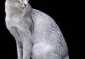 Мандарин (Восточная длинношерстная кошка) / Mandarin Cat (Oriental Longhair Cat)