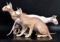 Петерболд (Петербургский сфинкс) / Peterbald Cat