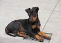 Манчестерский терьер / Manchester Terrier (Black and Tan Terrier)