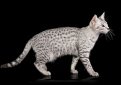 Египетская мау / Egyptian Mau