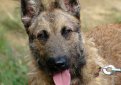 Лакенуа / Belgian Sheepdog (Laekenois, Laekense, Laeken, Chien de Berger Belge)