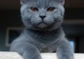 Британская короткошерстная кошка / British Shorthair Cat