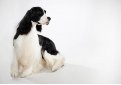 Английский спрингер спаниель / English Springer Spaniel Английский спрингер спаниель / English Springer Spaniel