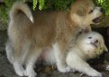 Акита-ину (Акита) / Akita Inu (Akita Jnu, Japanese Akita)