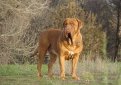 Бордоский дог (Французский мастиф) / French Mastiff (Dogue de Bordeaux, Bordeaux Mastiff, Bordeaux Bulldog)