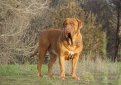 Бордоский дог (Французский мастиф) / French Mastiff (Dogue de Bordeaux, Bordeaux Mastiff, Bordeaux Bulldog)