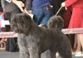 Бувье де фландр (Фландрский бувье, фландрская скотогонная  собака) / Bouvier Des Flandres