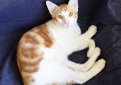 Анатолийская кошка (Турецкая короткошерстная кошка) / Anatoli (Turkish Shorthaired Cat, Anadolu Kedisi) Анатолийская кошка (Турецкая короткошерстная кошка) / Anatoli (Turkish Shorthaired Cat, Anadolu Kedisi)