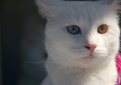 Анатолийская кошка (Турецкая короткошерстная кошка) / Anatoli (Turkish Shorthaired Cat, Anadolu Kedisi)