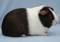 Голландская морская свинка / Dutch Cavy (Holland Guinea Pig)