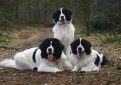 Ландсир / Landseer (Landrees Newfoundland)