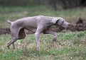 Веймаранер (Веймарская легавая) / Weimarainer (Weimaraner Vorstehhund)