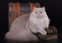 Британская длинношерстная кошка / British Longhair Cat (Britanica, Highlander, Lowlander)