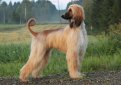 Афганская борзая / Afghan Hound (Ogar Afgan, Eastern Greyhound, Persian Greyhound, Tazi)