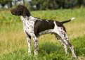 Курцхаар (Немецкий пойнтер, немецкая короткошерстная легавая) / Kurzhaar (German Shorthaired Pointer, Deutscher Kurzhaariger Vorstehhund)