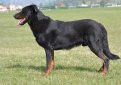 Босерон (Французская овчарка, овчарка из провинции Бос) / Beauceron (Berger de Beauce, Bas Rouge, French Shorthaired, Beauce Shepherd)