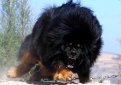 Тибетский мастифф (Тибетский дог) / Tibetan Mastiff (Do-Khyi)