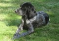 Американская голубая гасконская гончая / American Blue Gascon Hound (Big n'Blue) Американская голубая гасконская гончая / American Blue Gascon Hound (Big n'Blue)