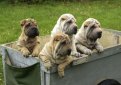 Шарпей (Китайская бойцовая собака) / Shar Pei (Chinese Fighting Dog)