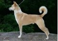 Ханаанская собака / Canaad Dog (Kelef K'naani, Israel Canaan Dog)