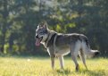 Чехословацкая волчья собака (Чехословацкий влчак) / Czechoslovakian Wolf Dog (Ceskoslovensky Vlsak)