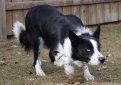 Бордер-колли / Border Collie