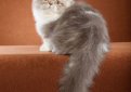 Наполеон / Napoleon Cat Наполеон / Napoleon Cat